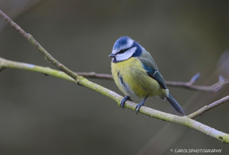 BLUE TIT (Cyanistes caeruleus)
